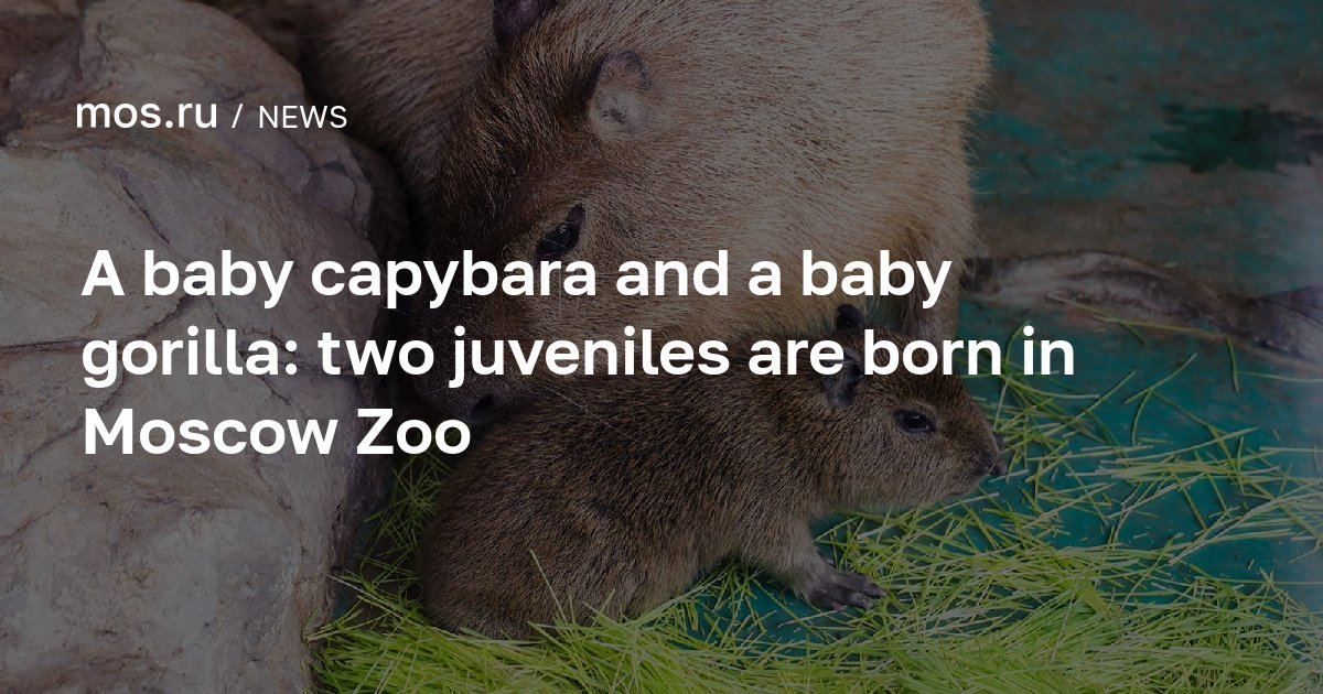 A baby capybara and a baby gorilla: two juveniles are born in Moscow ...