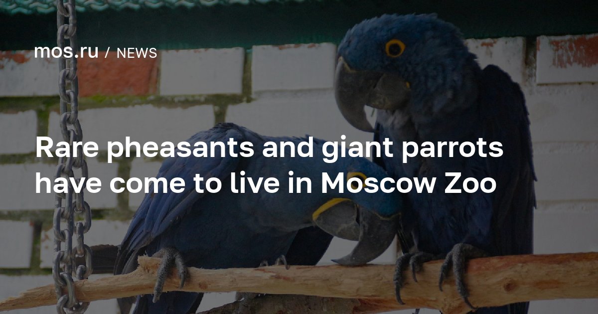 Rare pheasants and giant parrots have come to live in Moscow Zoo / News ...