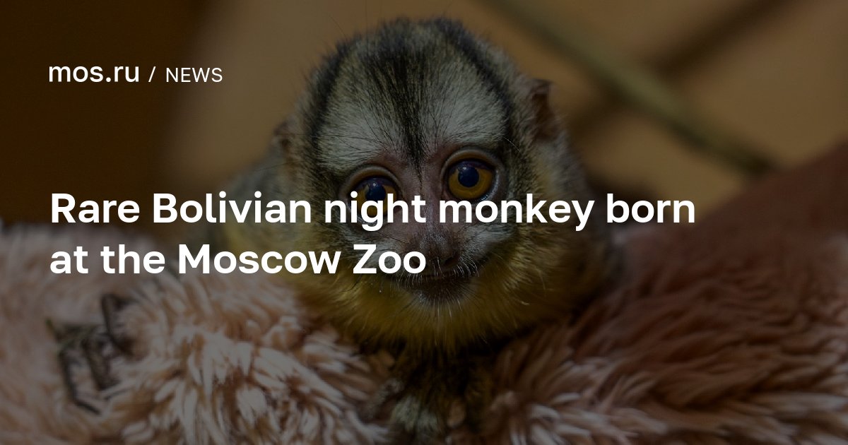 Rare Bolivian night monkey born at the Moscow Zoo / News / Moscow City ...