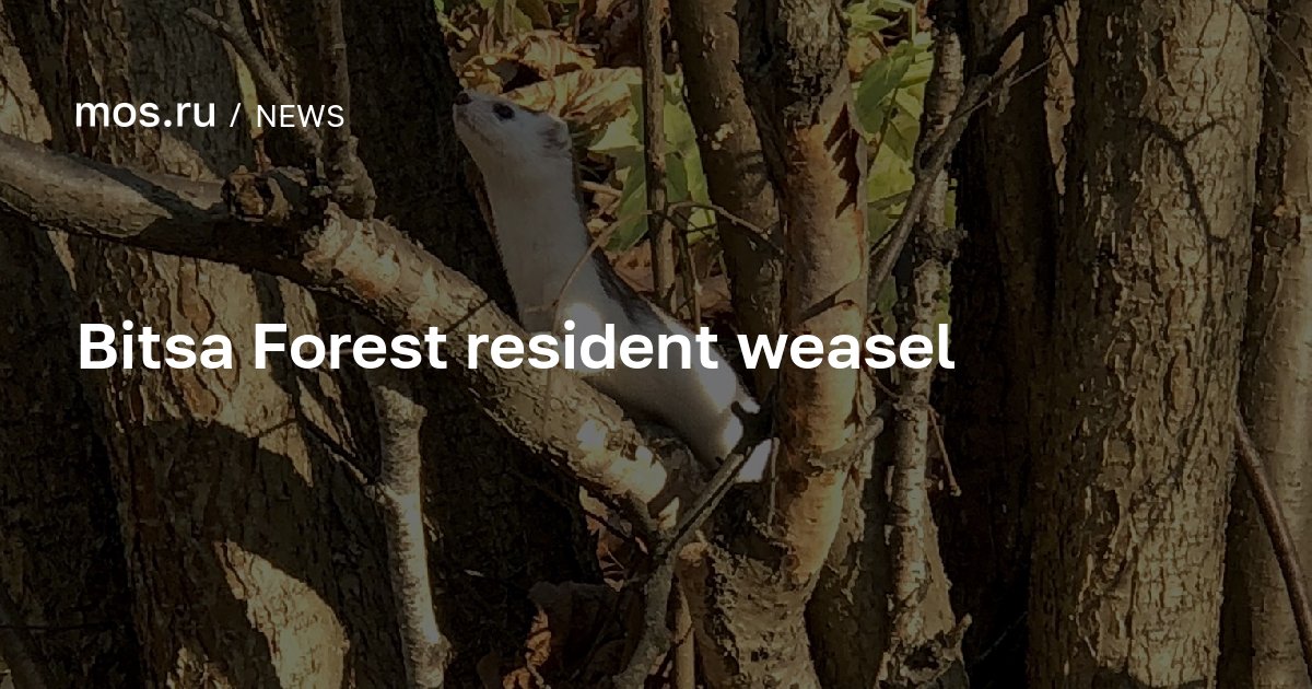 Bitsa Forest resident weasel / News / Moscow City Web Site