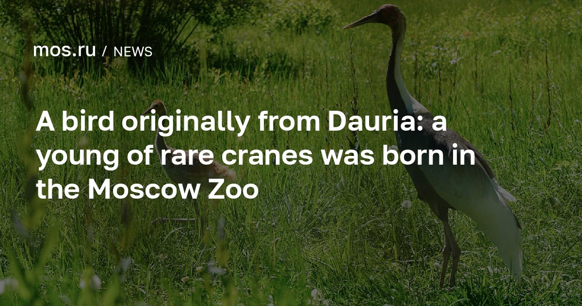A bird originally from Dauria: a young of rare cranes was born in the Moscow Zoo / News / Moscow City Web Site - Vimarsana News