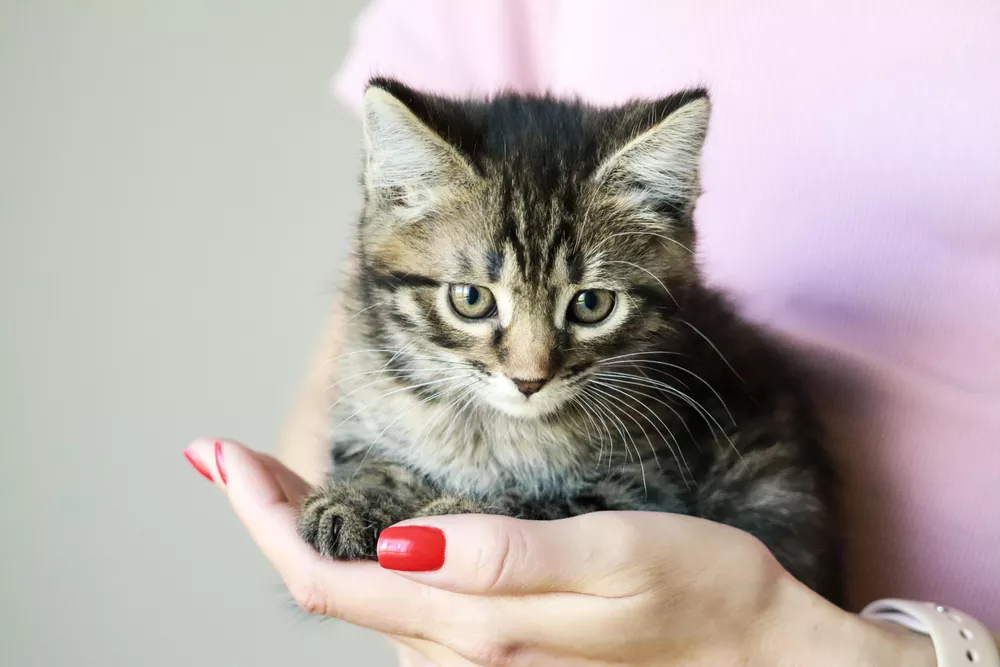 Фотография программы «Помогаем лечить бездомных собак и кошек и находим им новый дом»
