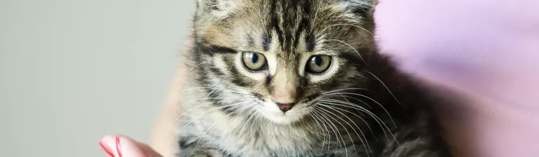 Фонд «Собаки, которые любят»