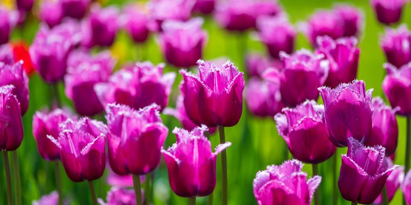 «Гоголевский сад: тюльпаны, гиацинты, лилии и другие» в Доме Гоголя