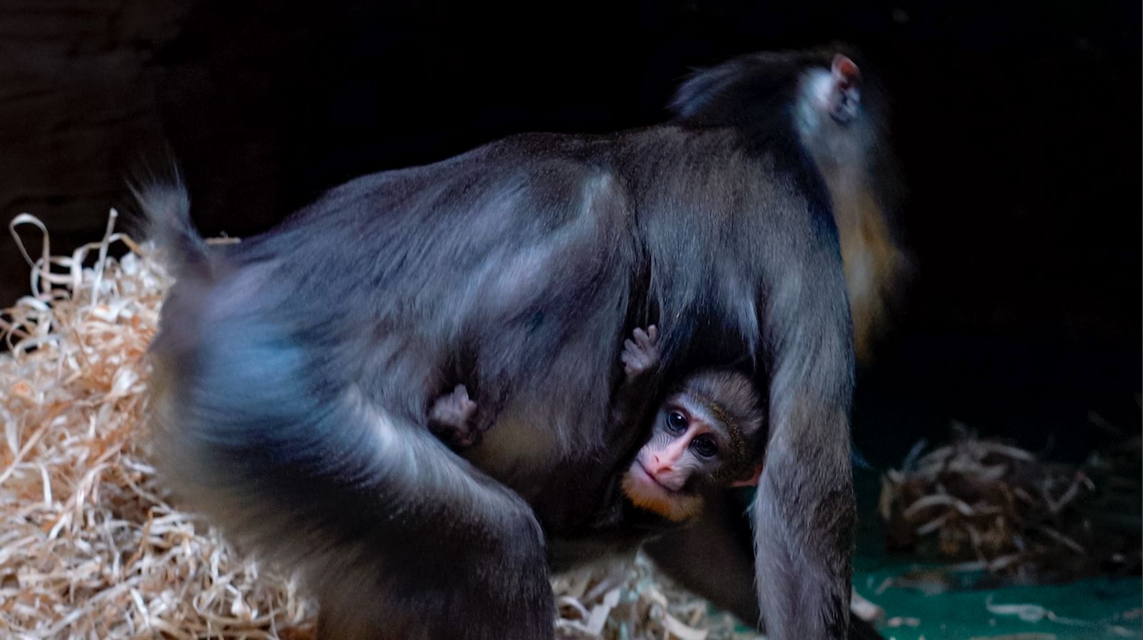 Striking creature from Central Africa: baby mandrill monkey born in Moscow  Zoo / News / Moscow City Web Site