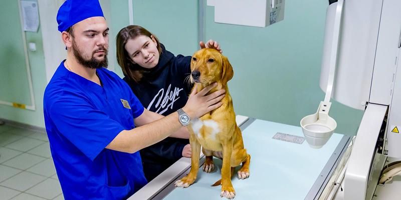 Собаку или кошку укусил клещ: что делать и куда обращаться