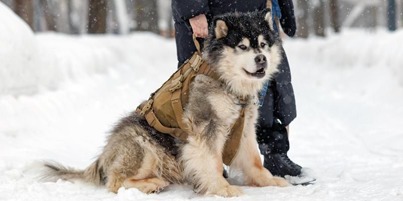 Добровольцы из ЗАО сшили и отправили в зону СВО подсумки для служебных собак