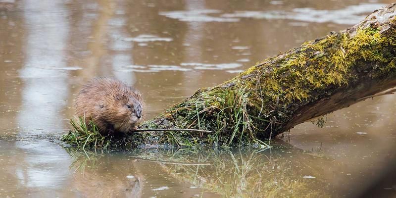 Каких околоводных млекопитающих можно встретить на природных территориях Москвы