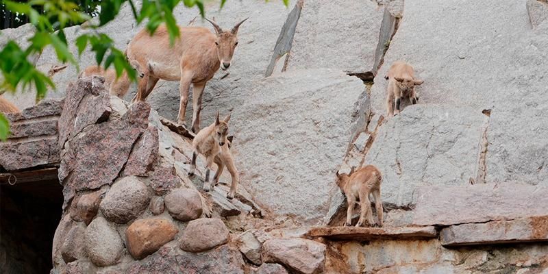 From Dalmatian pelicans to radiated tortoises: Moscow Zoo boasts over 300 animal births