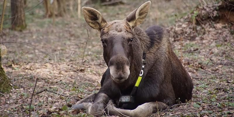 Юные горожане выберут имена для лосей, живущих в национальном парке «Лосиный Остров»