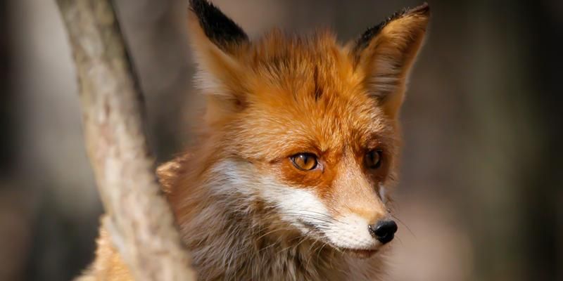 День лисы со столичными экоцентрами: узнайте о хитром животном наших лесов