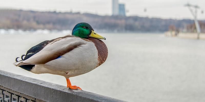 До плюс пяти: какой будет погода в столице в последнюю неделю января