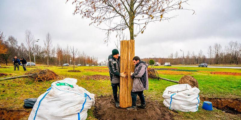 Вязы, клены и яблони: какие деревья появились на благоустроенных территориях Москвы в 2023 году