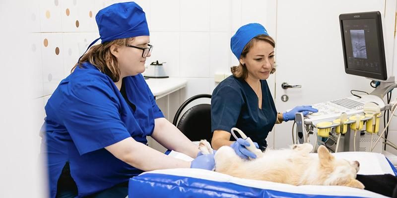 В госветклиниках Москвы проводят более 55 тысяч ультразвуковых обследований питомцев в год