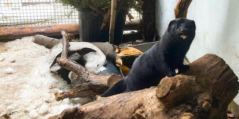 For the first time in 40 years, an American mink has settled in the Moscow Zoo