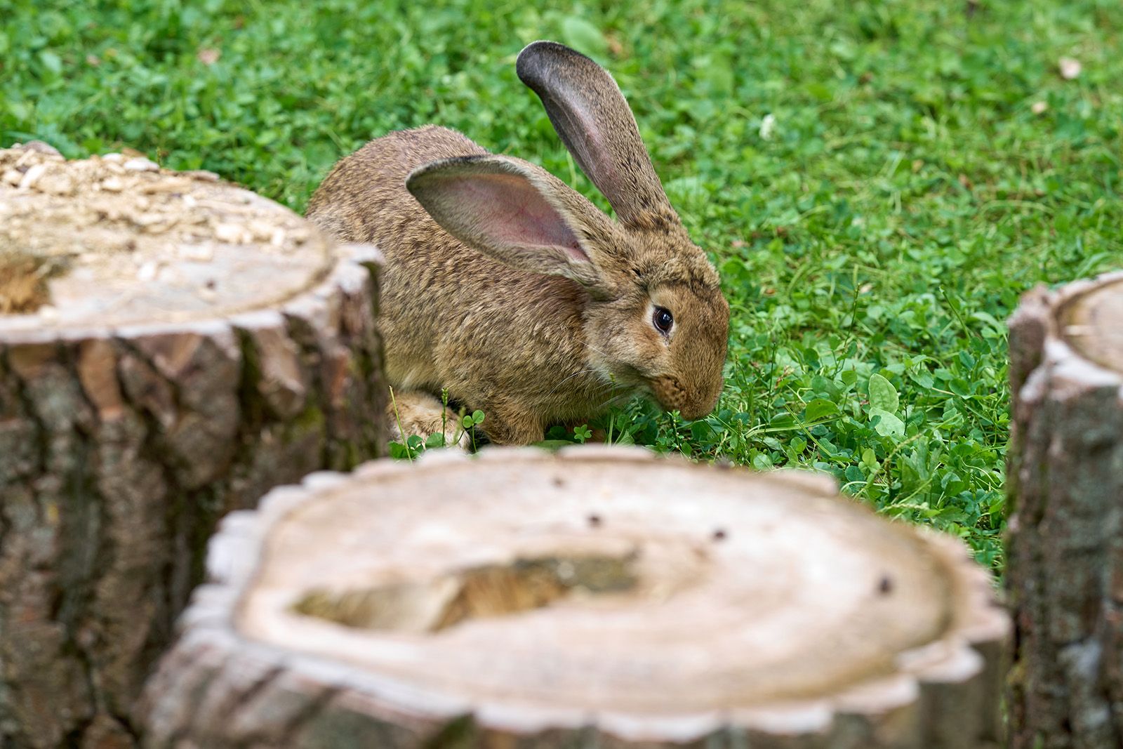 60 кроликов пяти пород поселились на «Городской ферме» на ВДНХ