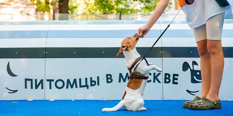 В Москве открылась «Школа кинолога» для детей и их родителей