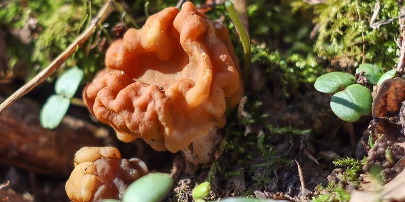 Грибной календарь столицы откроют строчки и сморчки