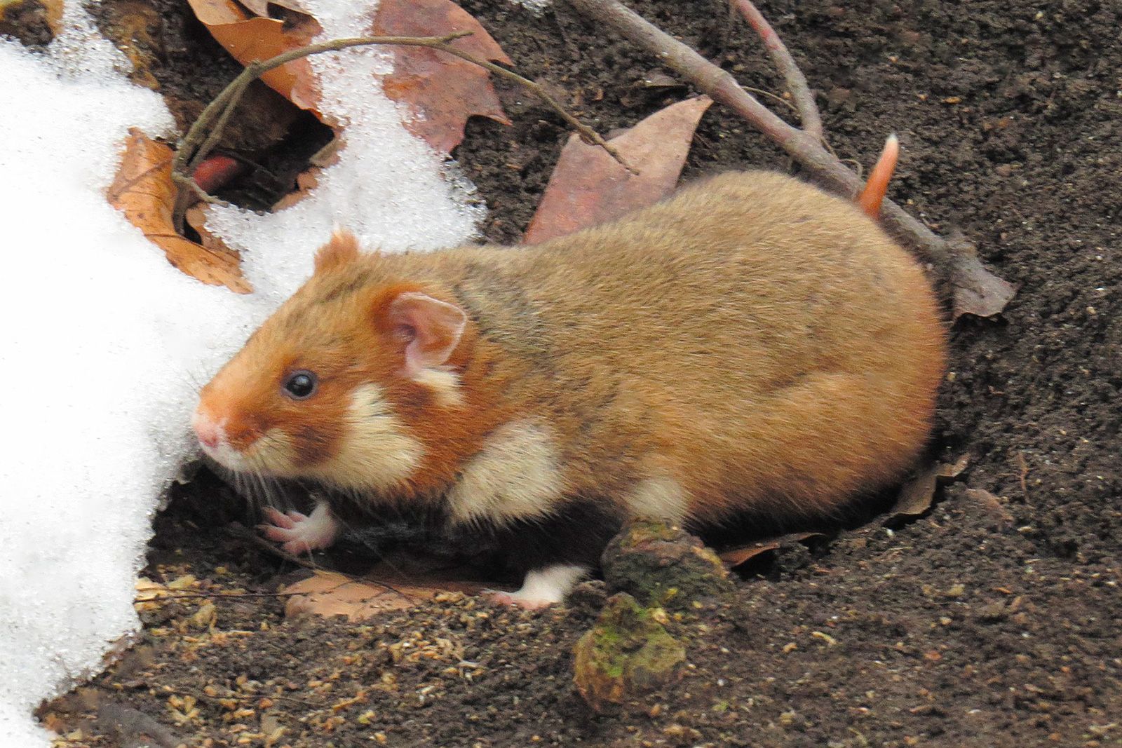 Фото: пресс-служба Департамента природопользования и охраны окружающей среды города Москвы