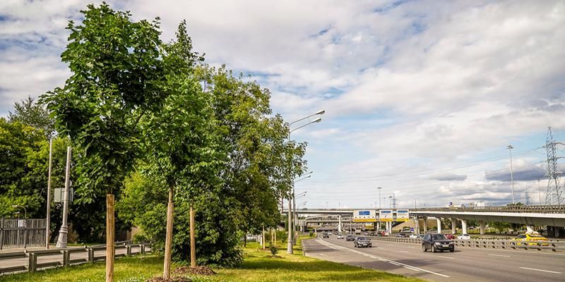 Более трех тысяч деревьев высадят вдоль вылетных магистралей Москвы этой осенью