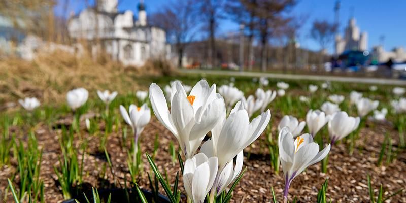 До плюс 21 градуса: какой будет погода в Москве на этой неделе