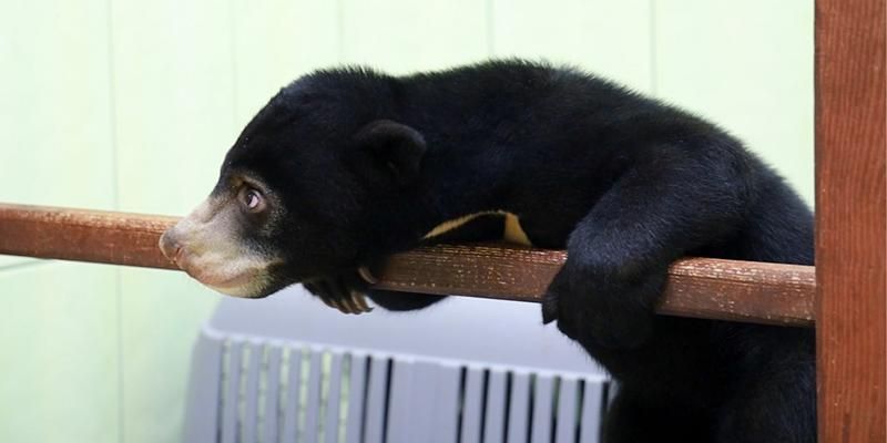 Endangered bear: Sun bear cub checks in at Moscow Zoo
