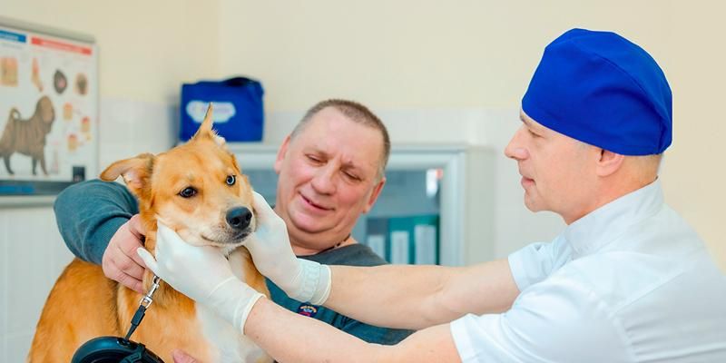 Усы, лапы и хвост: столичные ветеринары рассказали о спасении пациентов