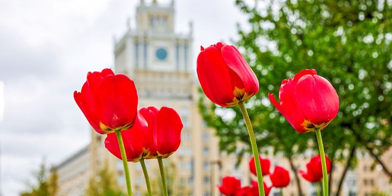 Усиление ветра ожидается в столице 9 мая