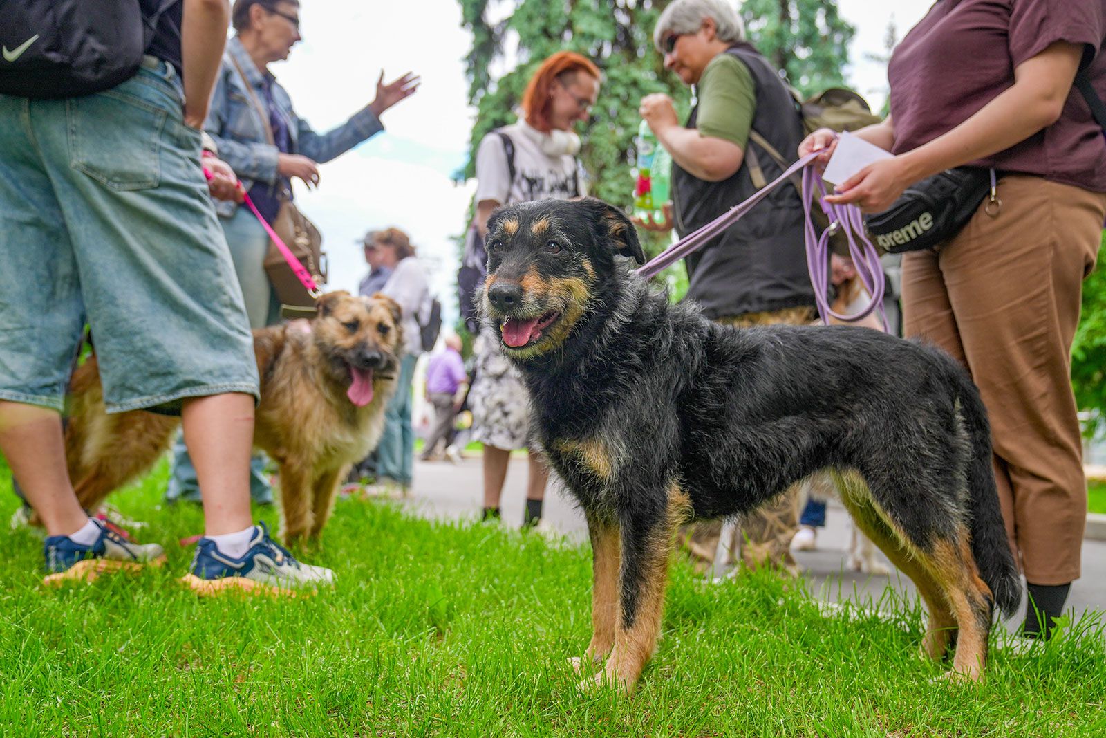 Заведи друга: более 40 собак и кошек будут ждать новых хозяев на фестивале «Моспитомец»