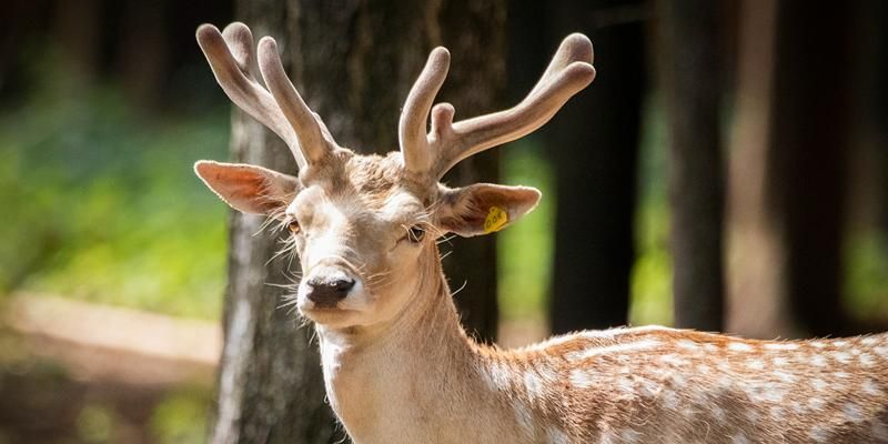 У лосей и косуль в московских лесопарках начинают расти новые рога