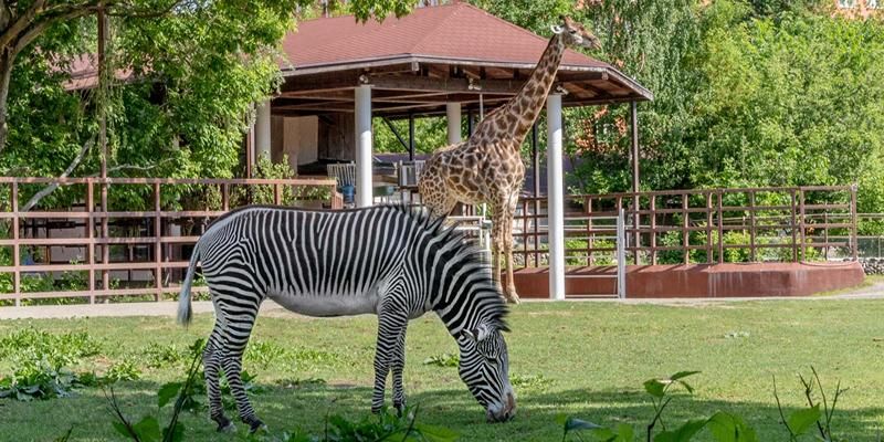 You can now watch the giraffes and zebras at Moscow Zoo online