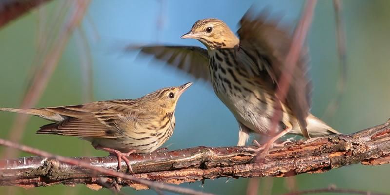 Eurasian wryneck, tree pipit, and kestrel: Places in Moscow to watch rare birds