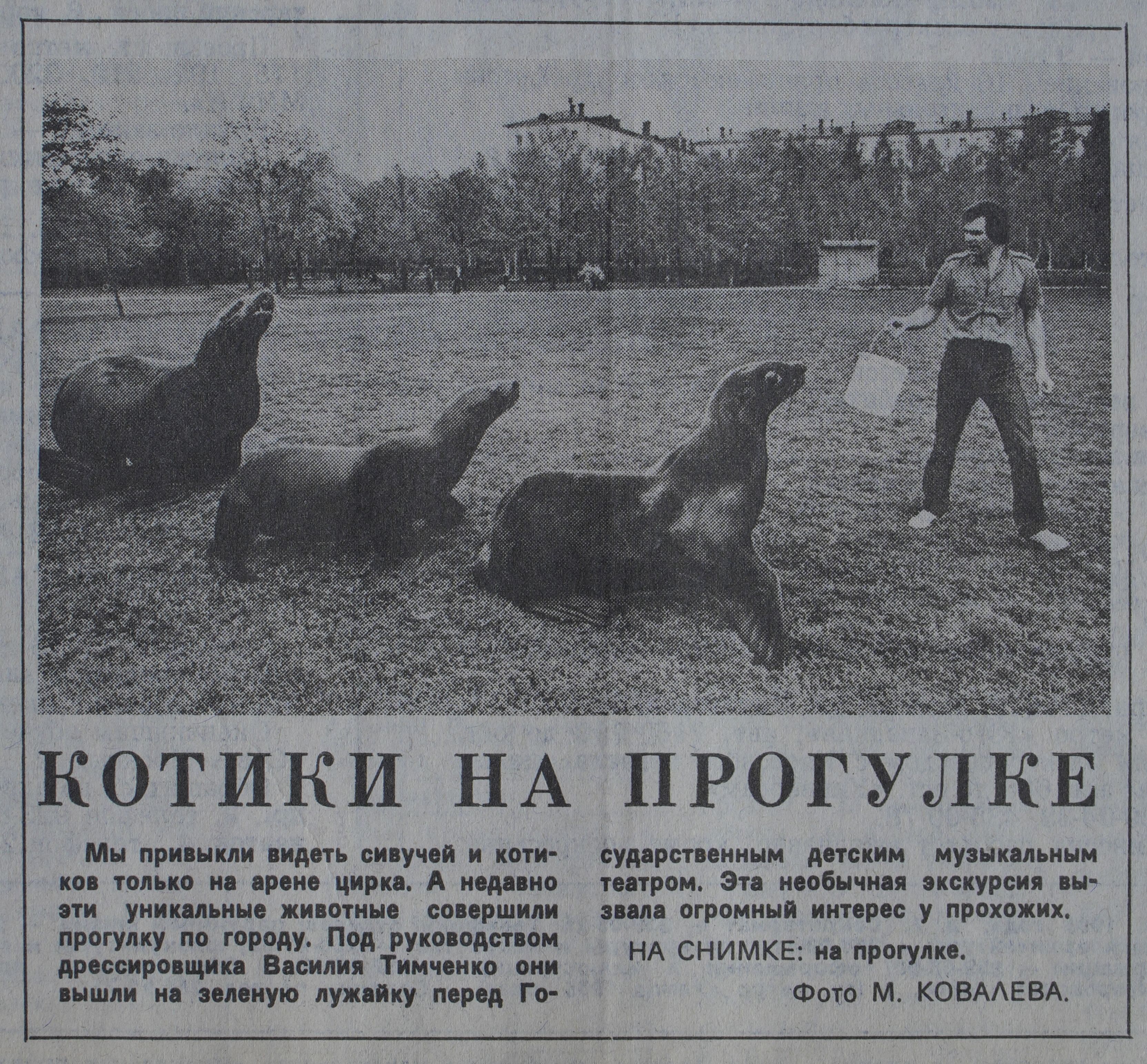 Котики на прогулке (фото). Фото М. Ковалева. «Вечерняя Москва», 28 июля 1986 года. Главархив Москвы