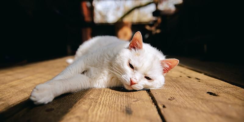 Горожан приглашают на выставку-пристройство «Подари семью коту!»