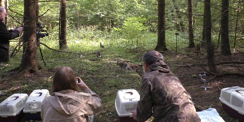 В ТиНАО выпустили в дикую природу 27 зайцев