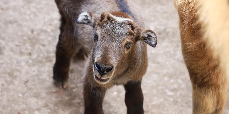 Almost 200 young were born to the inhabitants of the Moscow Zoo in half a year