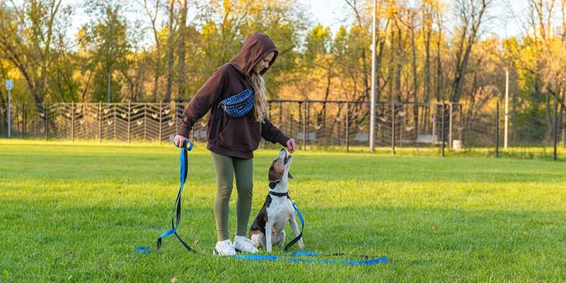 В Москве открывается запись в «Школу кинолога» для юных владельцев собак