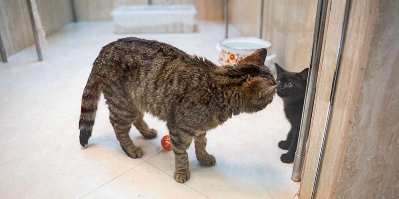 В Театр кошек Куклачева приняли трех котов из зоны СВО