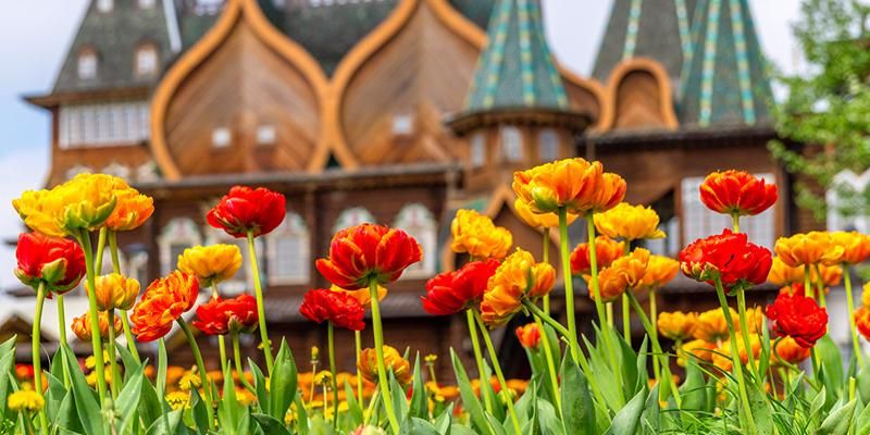 Весна, творчество и музыка: горожан приглашают на праздник «Фестиваль цветения»