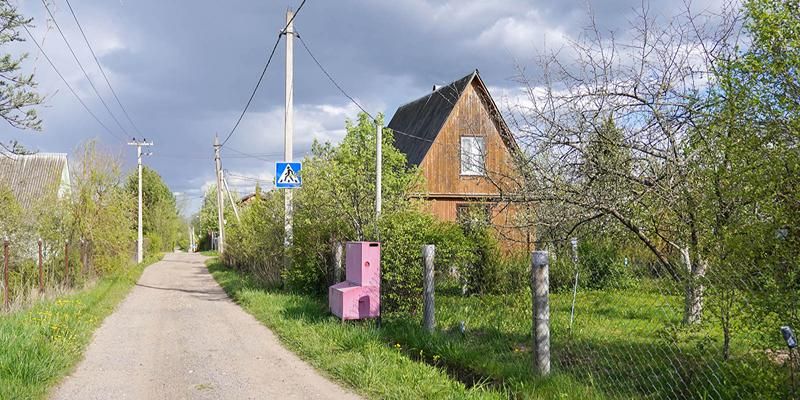 Экологи предостерегают горожан от высадки клена ясенелистного на дачных участках