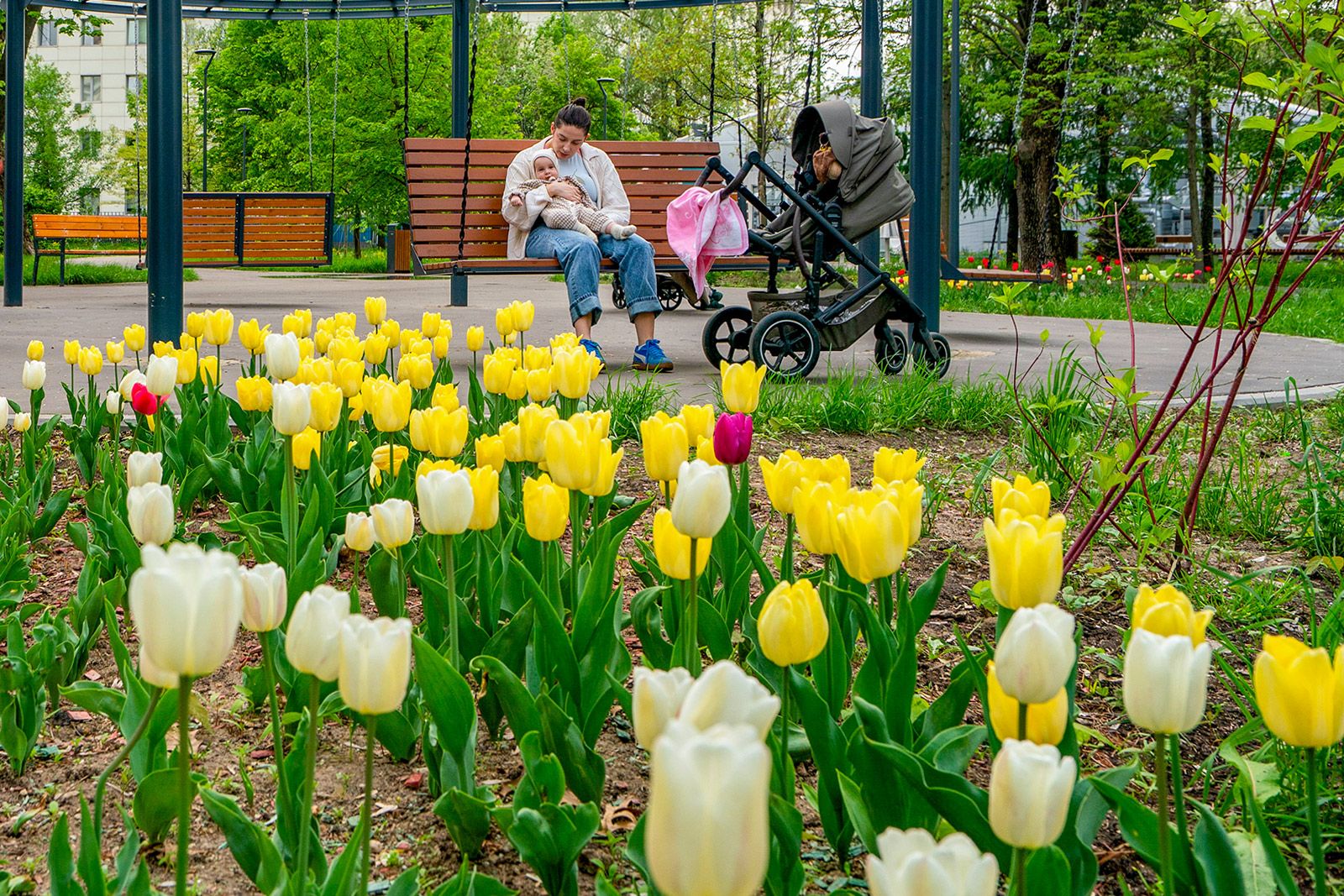 Желтые, красные, белые и розовые тюльпаны украсят Москву весной