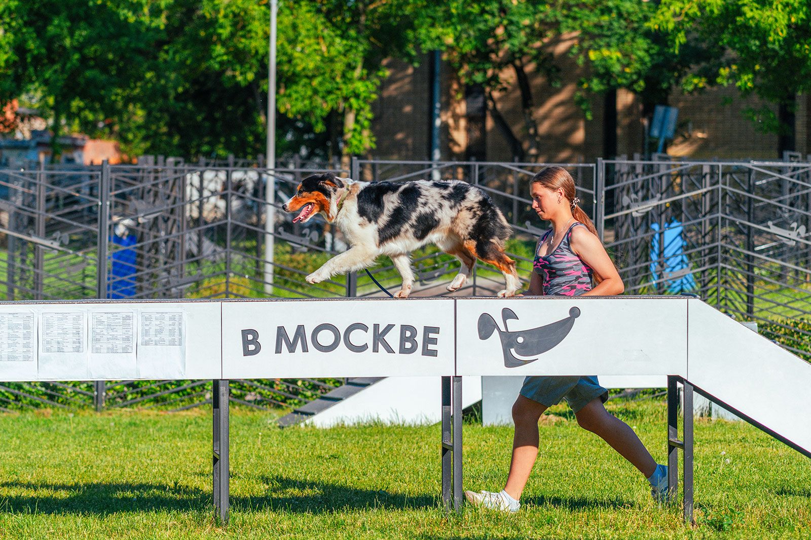 В Москве открыли набор на осенний курс «Школы кинолога»
