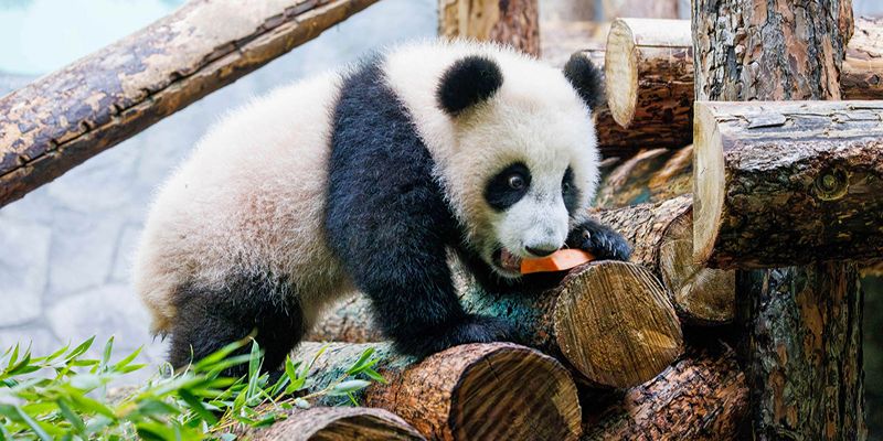 Almost all zoo visitors come to see panda Katyusha