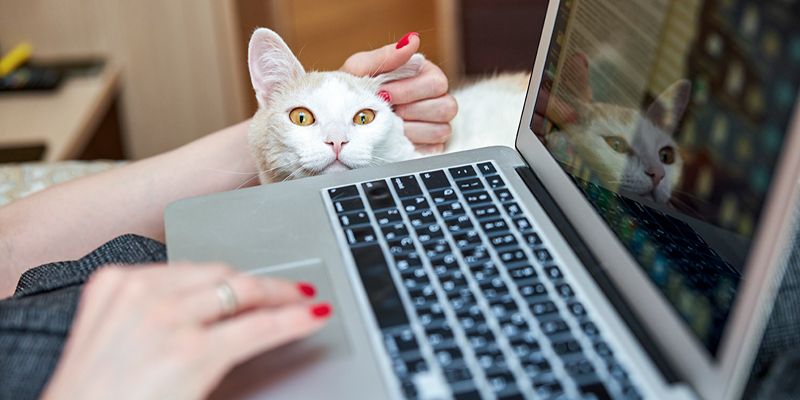 Амбулаторная карта домашнего любимца в режиме онлайн: как работает суперсервис «Мой питомец»
