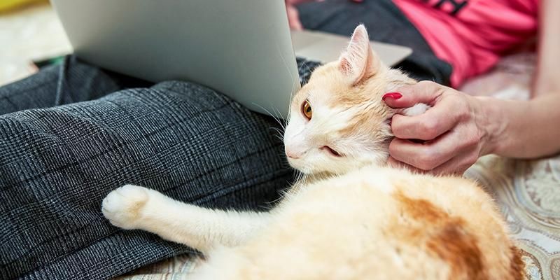 ДИТ Москвы — о том, как портал mos.ru помогает заботиться о животных