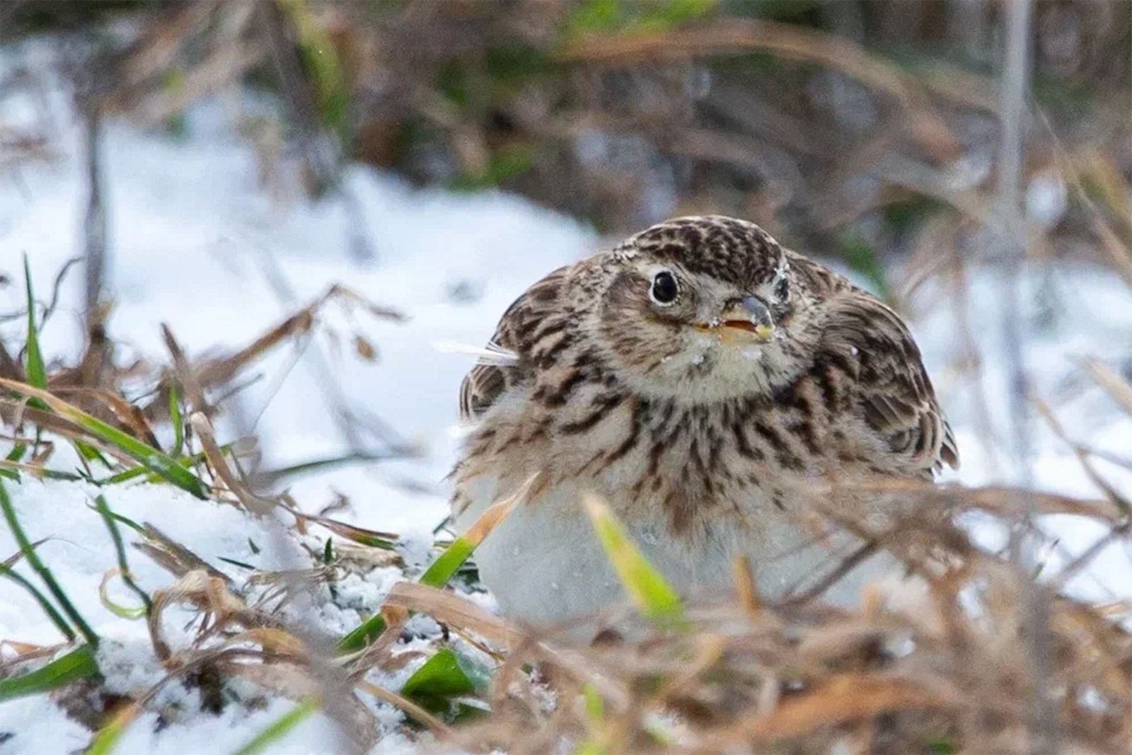 Фото: пресс-служба Департамента природопользования и охраны окружающей среды города Москвы