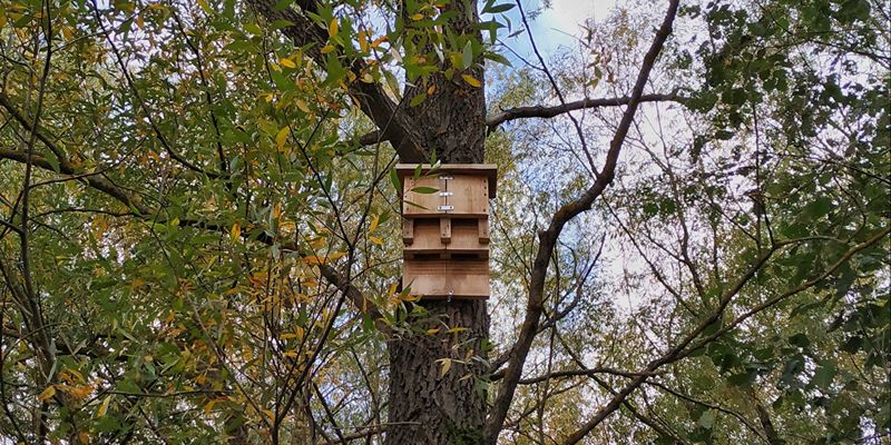 Летучей мыши – по крыше: подведены итоги акции по строительству домиков для рукокрылых