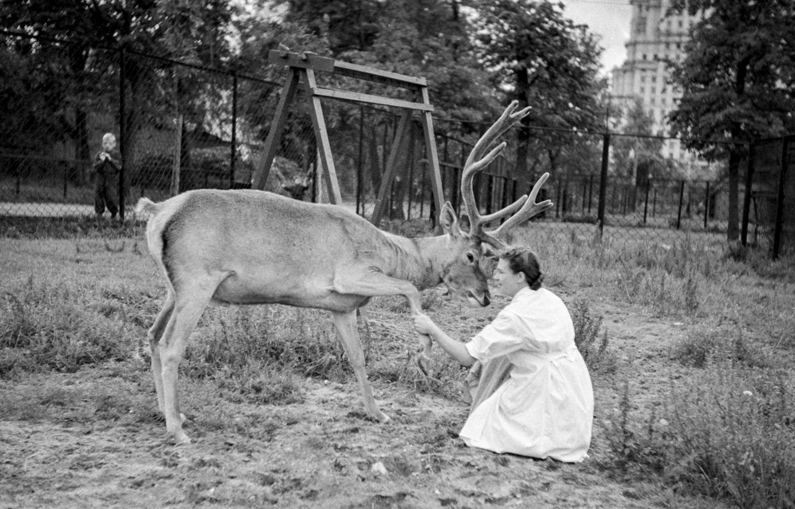 Сотрудница Московского зоопарка с оленем. 1975 г. Фото В. Брагоренко. Главархив Москвы