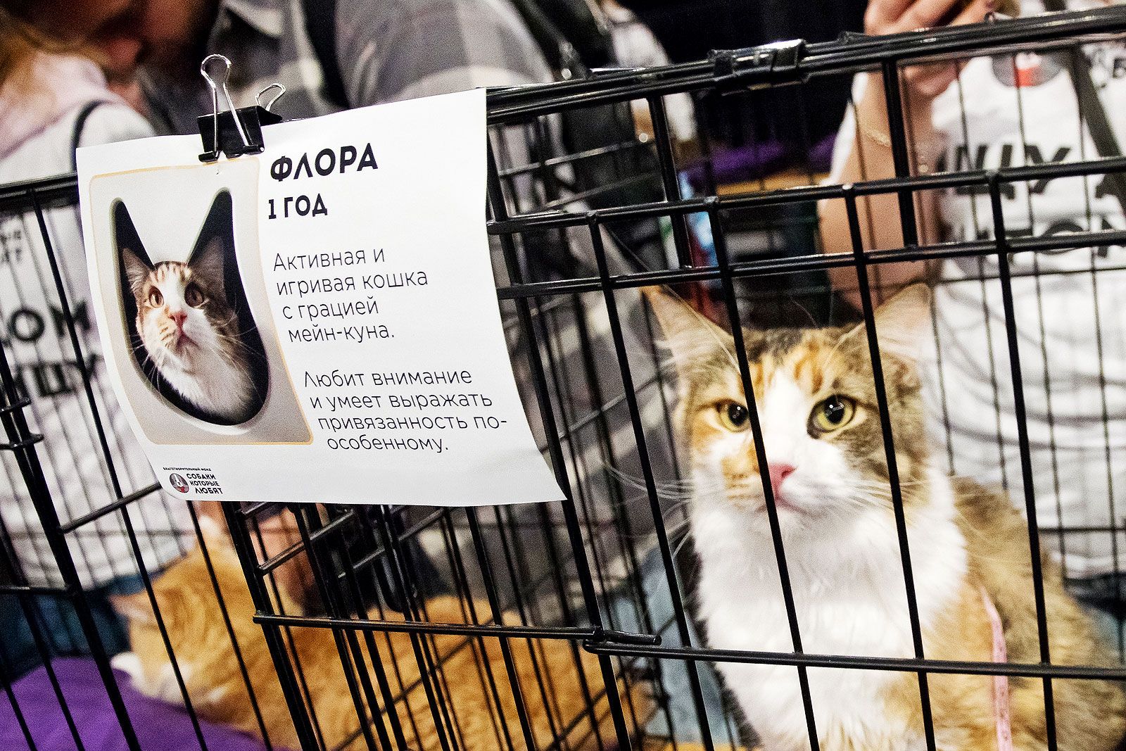 Фото: пресс-служба Комитета общественных связей и молодежной политики города Москвы