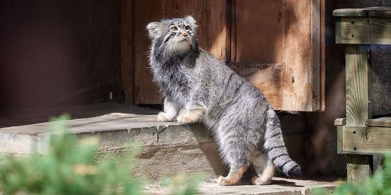 Pallas's cat, shoebill, and Humboldt penguins. Mosbilet reveals rare animals you can see in the Moscow Zoo